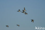 Wigeon (Anas penelope)