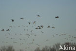 Wigeon (Anas penelope)