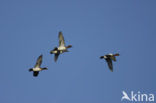 Wigeon (Anas penelope)