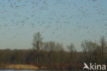 Wigeon (Anas penelope)