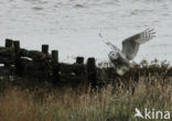 Snowy Owl (Bubo scandiacus)