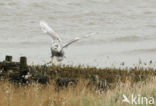 Snowy Owl (Bubo scandiacus)