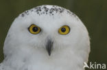 Snowy Owl (Bubo scandiacus)