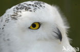 Snowy Owl (Bubo scandiacus)