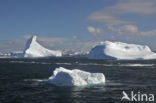 South Shetland islands