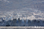 South Shetland islands