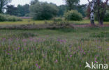 Spaanse ruiter (Cirsium dissectum) 