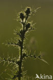 Speerdistel (Cirsium vulgare)