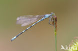Northern Damselfly (Coenagrion hastulatum)
