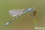 Northern Damselfly (Coenagrion hastulatum)