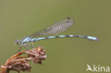 Northern Damselfly (Coenagrion hastulatum)