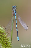 Northern Damselfly (Coenagrion hastulatum)