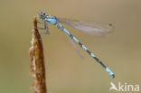 Speerwaterjuffer (Coenagrion hastulatum) 