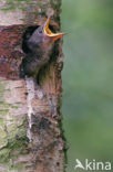 Spreeuw (Sturnus vulgaris)