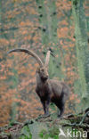 Ibex (Capra hircus)