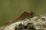 Steenrode heidelibel (Sympetrum vulgatum)