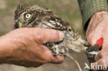 Steenuil (Athene noctua) 