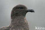 Subantarctische Grote Jager (Stercorarius antarctica)