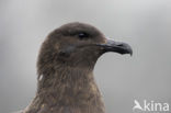 Brown Skua (Stercorarius antarctica)