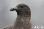 Brown Skua (Stercorarius antarctica)