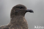 Brown Skua (Stercorarius antarctica)