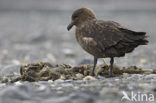 Brown Skua (Stercorarius antarctica)