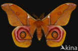 Suraka Silk Moth (Antherina suraka)