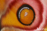 Suraka Silk Moth (Antherina suraka)