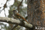 Siberian Jay (Perisoreus infaustus)