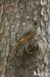 Siberian Jay (Perisoreus infaustus)