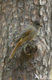 Siberian Jay (Perisoreus infaustus)