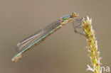 Tangpantserjuffer (Lestes dryas)