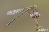 Tangpantserjuffer (Lestes dryas)