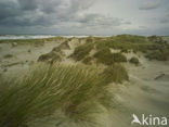 Terschelling