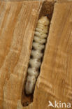 Timberman (Acanthocinus aedilis)