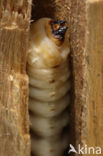 Timberman (Acanthocinus aedilis)