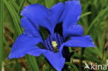 Trompet gentiaan (Gentiana clusii)