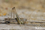 Tuberous Bush-cricket (Platycleis affinis)