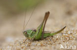 Tuberous Bush-cricket (Platycleis affinis)