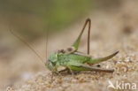 Tuberous Bush-cricket (Platycleis affinis)