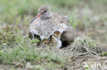 Tureluur (Tringa totanus) 