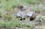 Tureluur (Tringa totanus) 