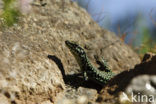 Tyrrhenian Wall Lizard (Podarcis tiliguertus)