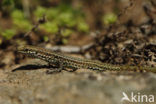 Tyrrhenian Wall Lizard (Podarcis tiliguertus)