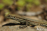 Tyrrhenian Wall Lizard (Podarcis tiliguertus)