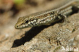 Tyrrhenian Wall Lizard (Podarcis tiliguertus)