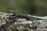 Tyrrhenian Wall Lizard (Podarcis tiliguertus)