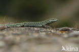 Tyrrhenian Wall Lizard (Podarcis tiliguertus)