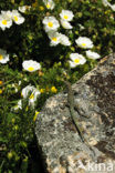 Tyrrhenian Wall Lizard (Podarcis tiliguertus)