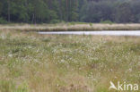 Veenbloembies (Scheuchzeria palustris) 